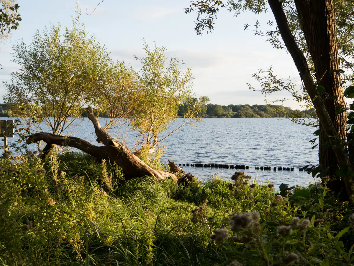 Uitzicht over het meer tussen de bomen